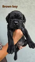 Brown Boy, a male Cane Corso for sale in Corpus Christi, TX – 1 of 2