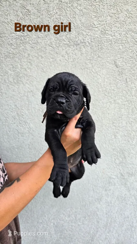 Brown girl – Cane Corso puppy for sale in Corpus Christi, TX
