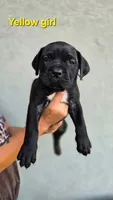 Yellow Girl, a female Cane Corso for sale in Corpus Christi, TX – 1 of 2
