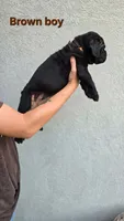 Brown Boy, a male Cane Corso for sale in Corpus Christi, TX – 2 of 2