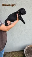 Brown girl, a female Cane Corso for sale in Corpus Christi, TX – 2 of 2