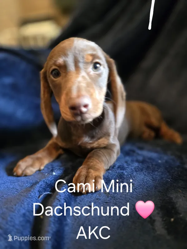 Cami – Miniature Dachshund puppy for sale in Wickliffe, KY