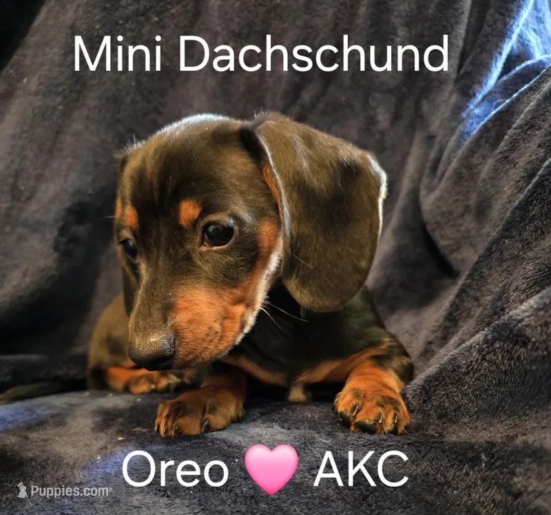 Oreo – Miniature Dachshund puppy for sale in Wickliffe, KY