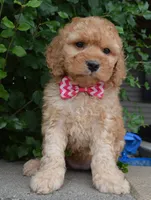 Mini Gigi, a male Miniature Goldendoodle for sale in Celina, OH – 8 of 10