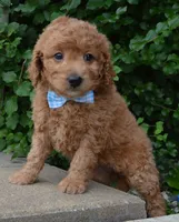 Mini Ginger, a male Miniature Goldendoodle for sale in Celina, OH – 5 of 10