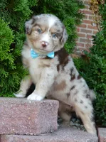 Abby, a female Australian Shepherd for sale in Celina, OH – 5 of 10