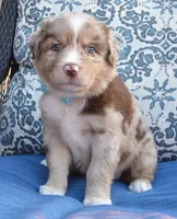 Abby, a female Australian Shepherd for sale in Celina, OH – 2 of 10