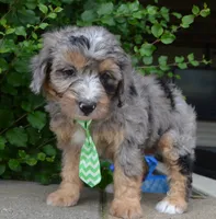 Mini Asher, a male Miniature Aussiedoodle for sale in Celina, OH – 2 of 10