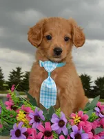 Mini Gordon, a male Miniature Goldendoodle for sale in Celina, OH – 2 of 10