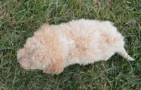 Mini Peanut, a male Poodle - Miniature  for sale in Celina, OH – Photo 6 of 10
