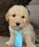 Mini Peanut, a male Poodle - Miniature  for sale in Celina, OH – Photo 2 of 10