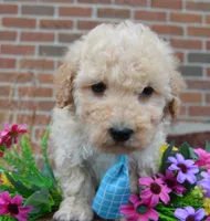 Mini Peanut, a male Poodle - Miniature  for sale in Celina, OH – Photo 9 of 10