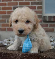 Mini Peanut, a male Poodle - Miniature  for sale in Celina, OH – Photo 4 of 10