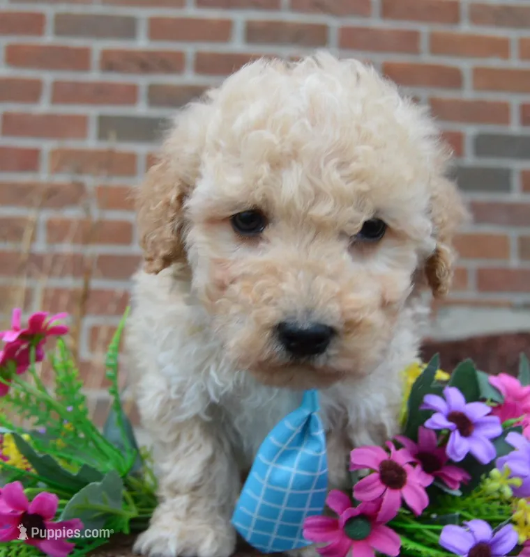 Mini Peanut – Poodle - Miniature  puppy for sale in Celina, OH