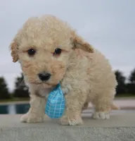 Mini Peanut, a male Poodle - Miniature  for sale in Celina, OH – Photo 10 of 10