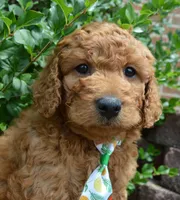 Mini Gus, a male Miniature Goldendoodle for sale in Celina, OH – 7 of 10