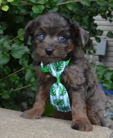 Mini Axel, a male Miniature Aussiedoodle for sale in Celina, OH – 5 of 10