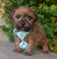 TINY Sam, a male Shihpoo for sale in Celina, OH – 2 of 10