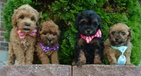 Snickers, a female Shihpoo for sale in Celina, OH – 7 of 10