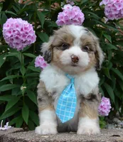 Mini Asher, a male Miniature Aussiedoodle for sale in Celina, OH – 4 of 10