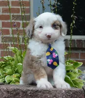 Mini Auggie, a male Miniature Aussiedoodle for sale in Celina, OH – 9 of 10