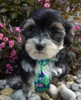 Walter, a male Yorkipoo for sale in Celina, OH – 6 of 10