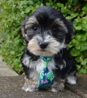 Walter, a male Yorkipoo for sale in Celina, OH – 8 of 10