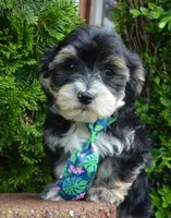 Walter, a male Yorkipoo for sale in Celina, OH – 5 of 10
