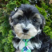 Walter, a male Yorkipoo for sale in Celina, OH – 9 of 10
