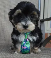 Walter, a male Yorkipoo for sale in Celina, OH – 10 of 10