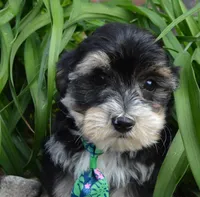 Walter, a male Yorkipoo for sale in Celina, OH – 7 of 10