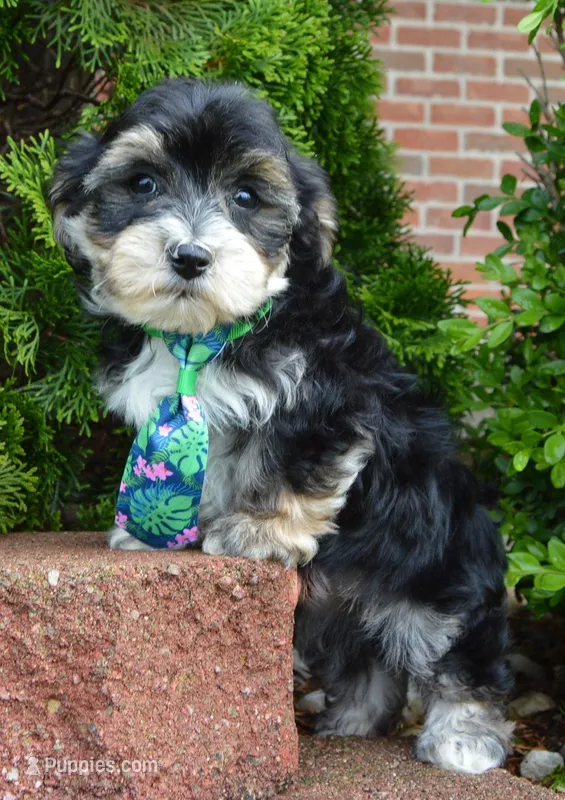 Walter – Yorkipoo puppy for sale in Celina, OH