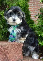 Walter, a male Yorkipoo for sale in Celina, OH – 1 of 10