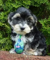 Walter, a male Yorkipoo for sale in Celina, OH – 4 of 10