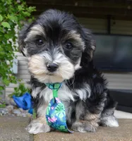 Walter, a male Yorkipoo for sale in Celina, OH – 2 of 10
