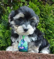 Walter, a male Yorkipoo for sale in Celina, OH – 3 of 10