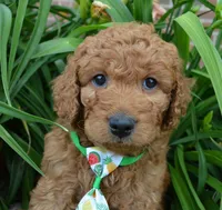 Mini Gus, a male Miniature Goldendoodle for sale in Celina, OH – 6 of 10