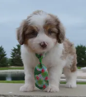 Mini Arlo, a male Miniature Aussiedoodle for sale in Celina, OH – 4 of 10