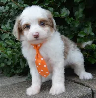 Mini Ace, a male Miniature Aussiedoodle for sale in Celina, OH – 6 of 10