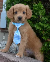 Mini Gordon, a male Miniature Goldendoodle for sale in Celina, OH – 8 of 10