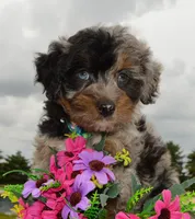 Mini Asher, a male Miniature Aussiedoodle for sale in Celina, OH – 8 of 10