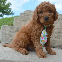 Mini Gus, a male Miniature Goldendoodle for sale in Celina, OH – 9 of 10