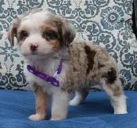 Mini Aspen, a female Miniature Aussiedoodle for sale in Celina, OH – 7 of 10