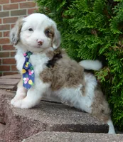 Mini Auggie, a male Miniature Aussiedoodle for sale in Celina, OH – 8 of 10
