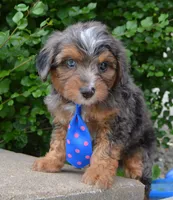 Mini Ace, a male Miniature Aussiedoodle for sale in Celina, OH – 2 of 10