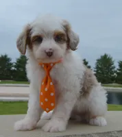Mini Ace, a male Miniature Aussiedoodle for sale in Celina, OH – 8 of 10