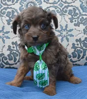 Mini Axel, a male Miniature Aussiedoodle for sale in Celina, OH – 8 of 10