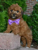 Snickers, a female Shihpoo for sale in Celina, OH – 5 of 10