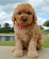 Mini Gigi, a male Miniature Goldendoodle for sale in Celina, OH – 3 of 10