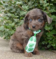 Mini Axel, a male Miniature Aussiedoodle for sale in Celina, OH – 4 of 10